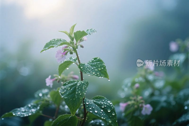 晨露植物花卉图