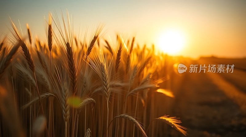 金色麦浪映夕阳