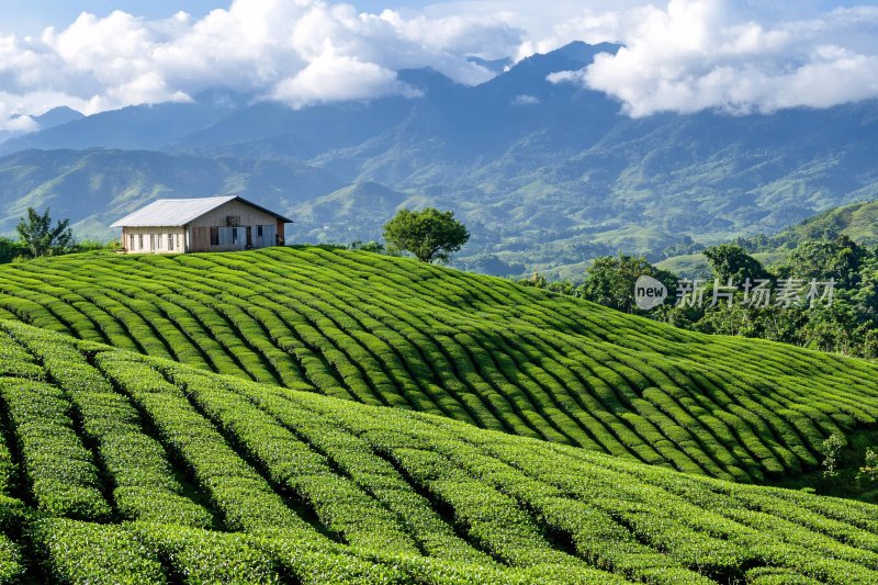 山间茶园小屋美景