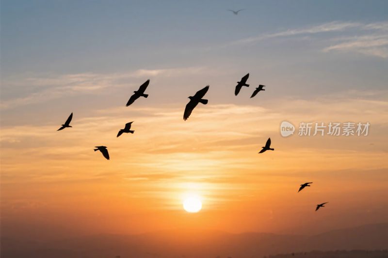 日出飞鸟剪影图