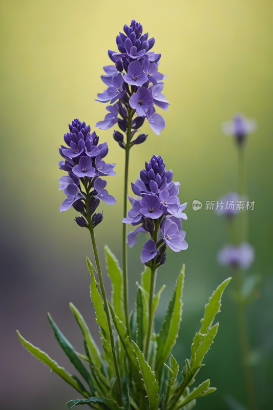 阳光明媚日子里花瓶里开着紫色花朵