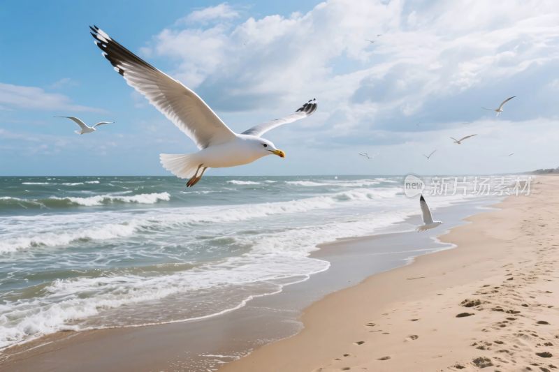 海边海鸥飞翔沙滩
