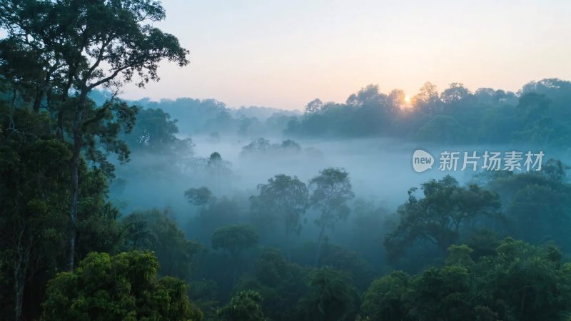森林雾气日出景观