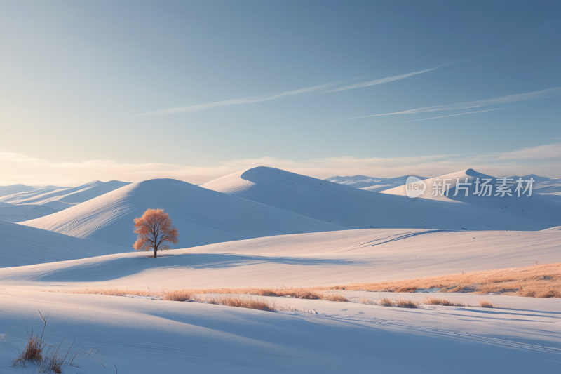 雪景田野中央一棵孤树高清风景图片