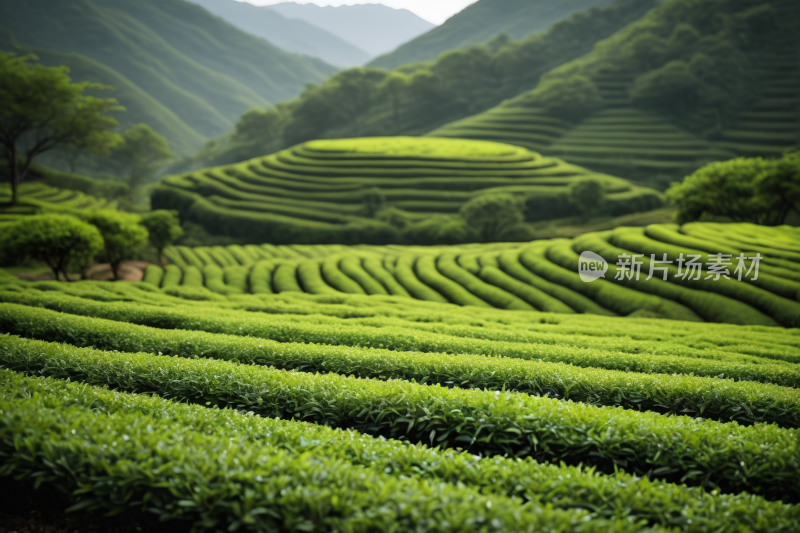 视图的茶园在山上山高清背景图片