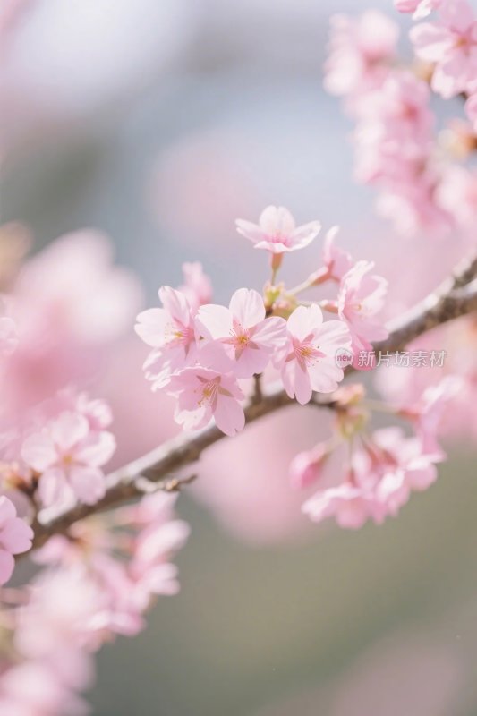 樱花枝头美景图