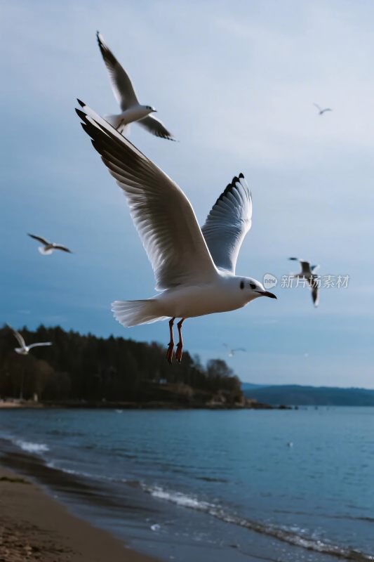 海边飞翔的海鸥