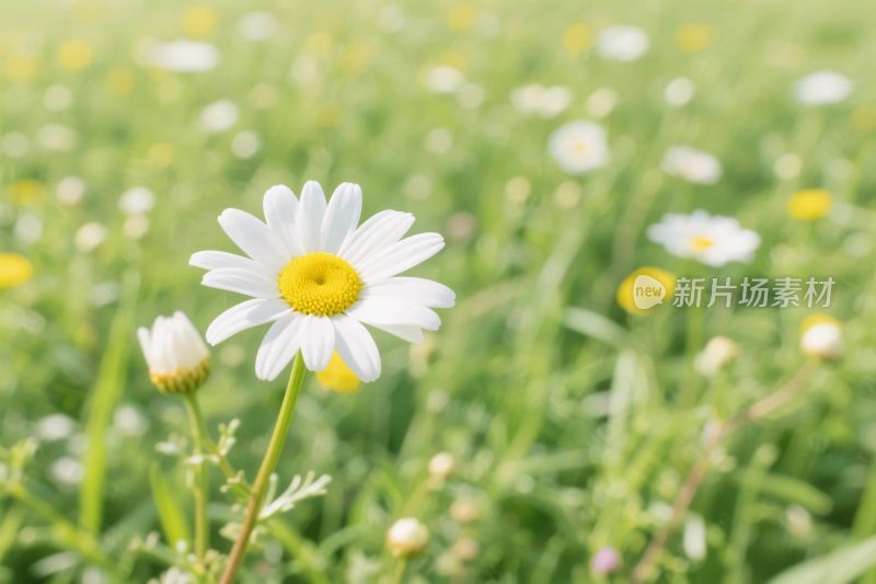 雏菊草地自然风景