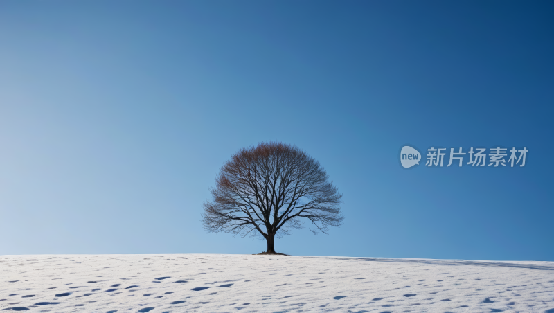 雪中的一棵树高清风景图片