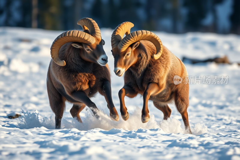 有两只公羊在雪地里一起奔跑高清图片