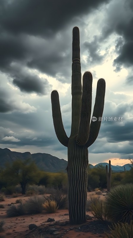 沙漠之巅仙人掌立