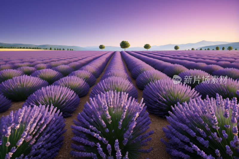 薰衣草田有树木和薰衣草高清风景图片