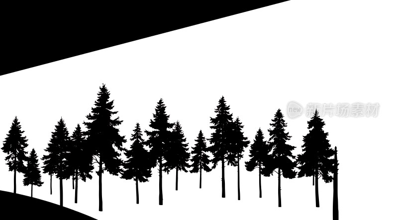 黑白色调下的松树林