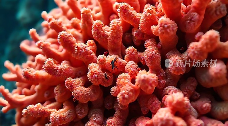 珊瑚丛中探出头的小生物