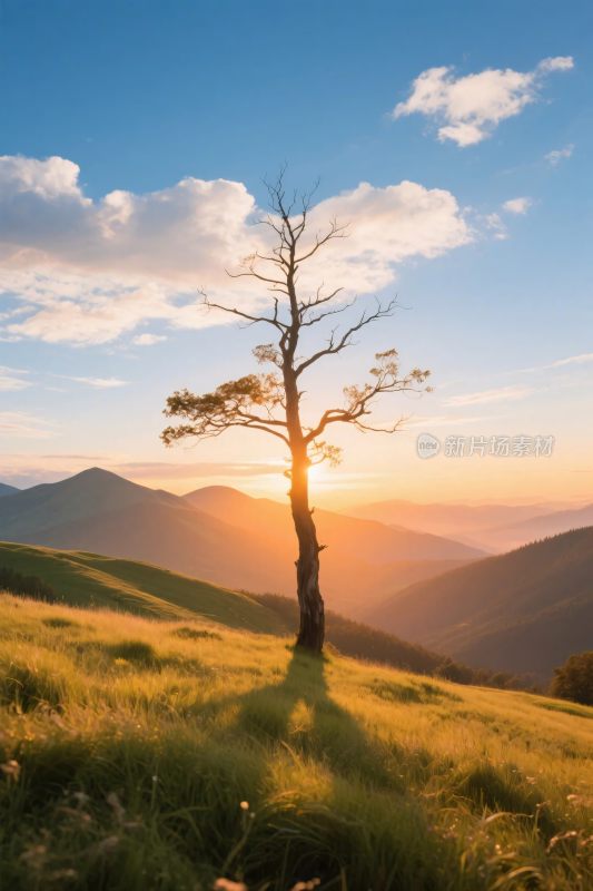夕阳下的孤树风景