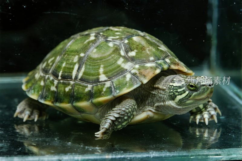 乌龟特写摄影图