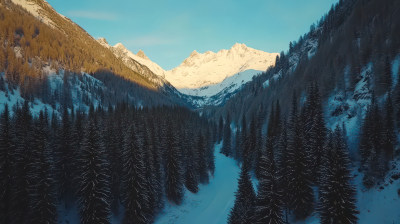 冬日雪山森林的壮丽景观