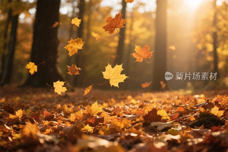 秋日林间落叶飞舞美景