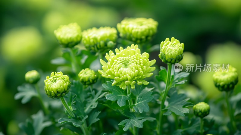 绿色菊花菊