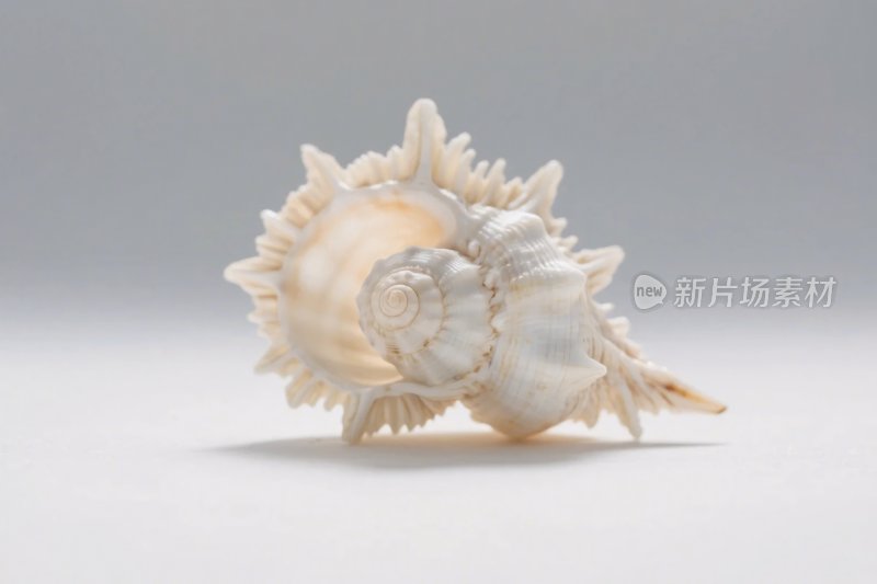 海螺特写摄影