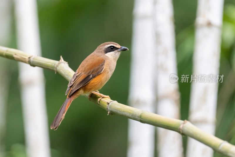 小鸟栖息在树枝上