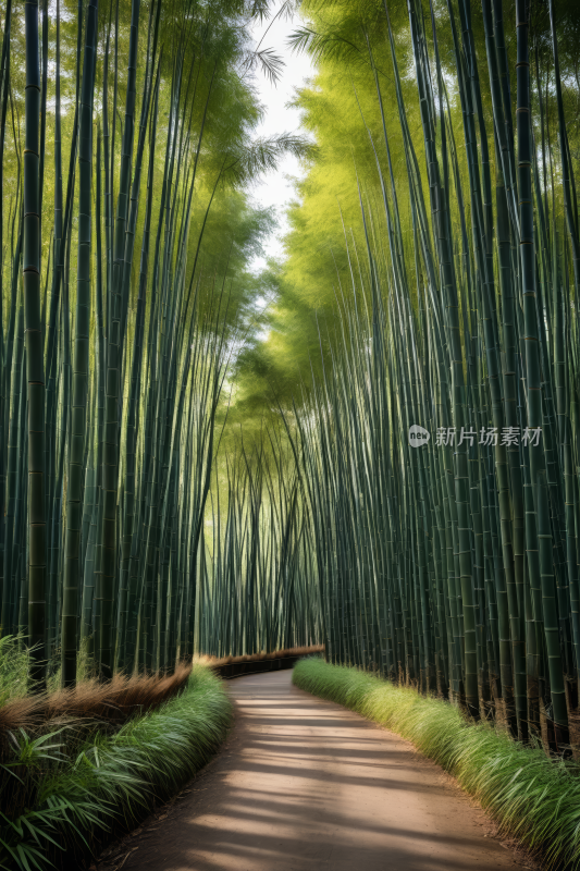 一条穿过竹林小路地图一条小路通向竹林风景