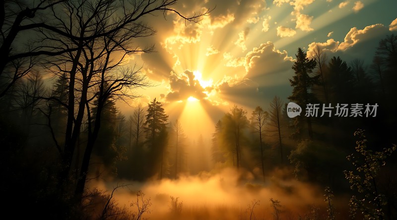 晨曦透过云层洒满森林