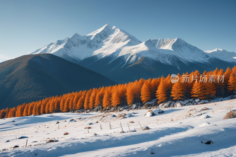 山上覆盖着雪树上覆盖着橙色的叶子风景图片