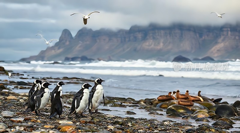 企鹅与海鸥共舞的海岸线风光
