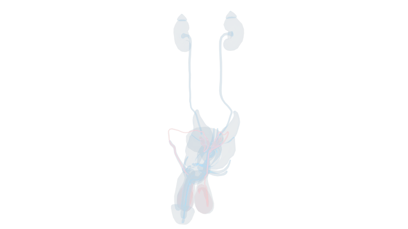 男性输精管 阴茎泌尿系统输尿管肾脏尿液9