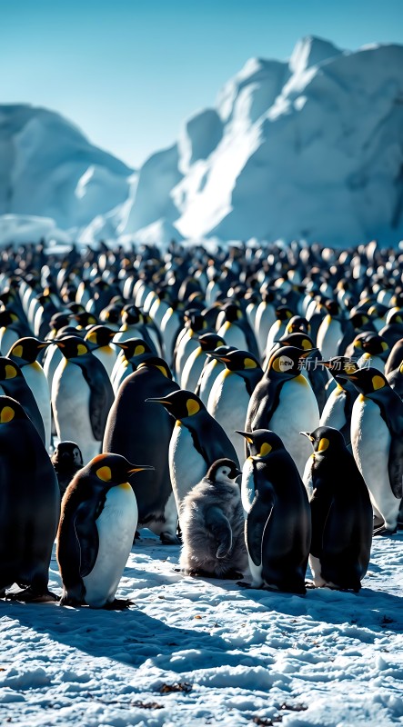 南极企鹅群聚雪地