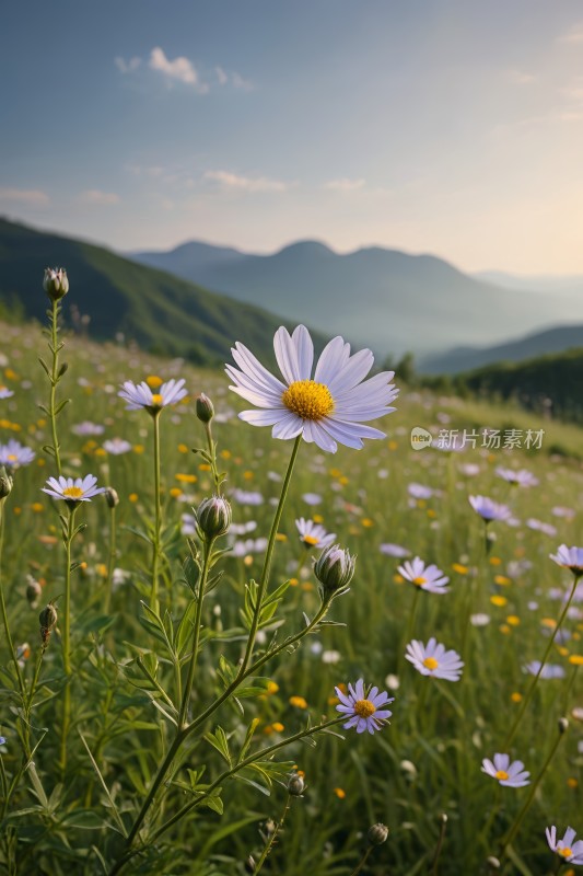 一片花田高山高清风景图片