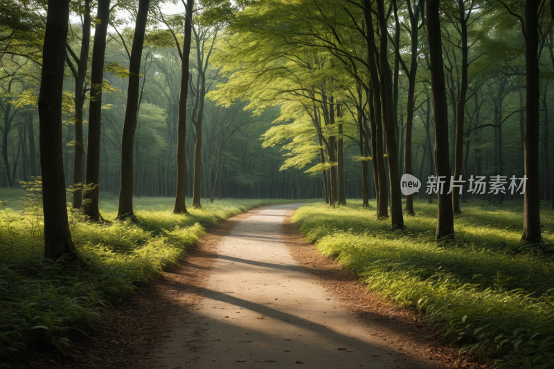 一条土路四周树木草丛环绕高清风景图片