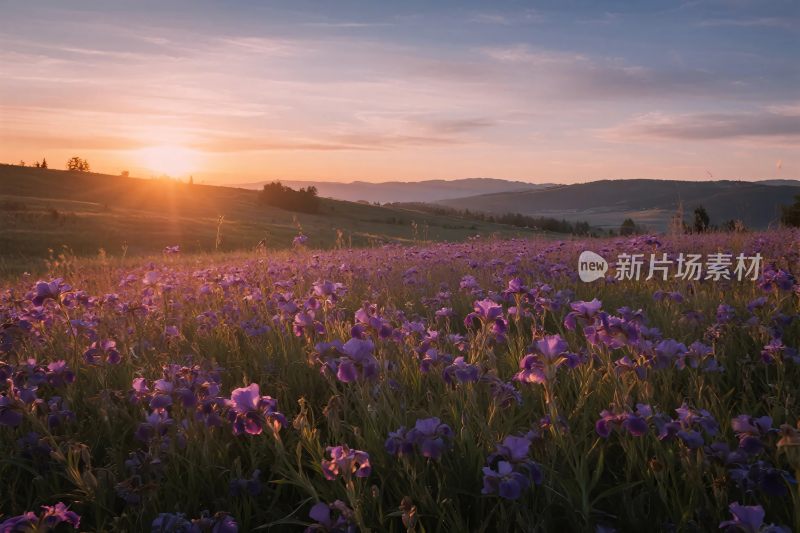 夕阳野花草地风景