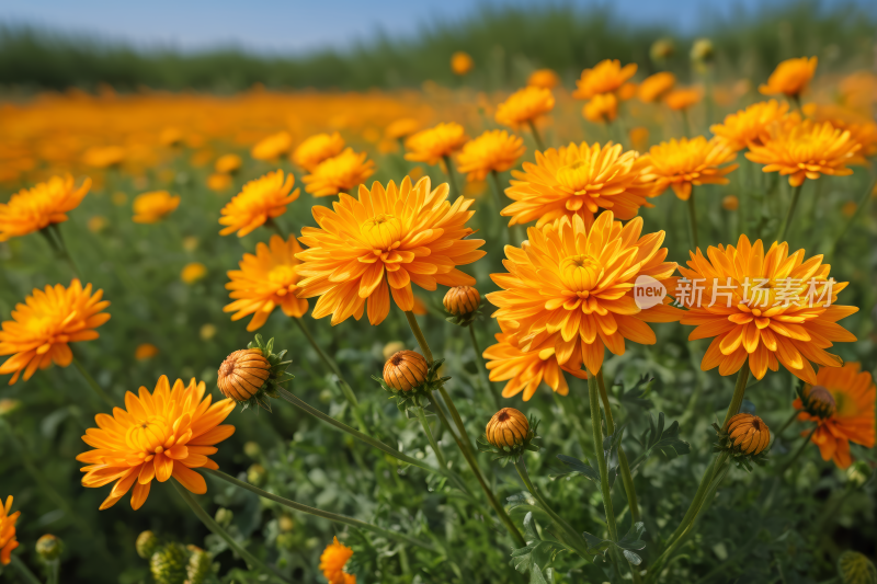 一片青草地里有许多黄花高清图片