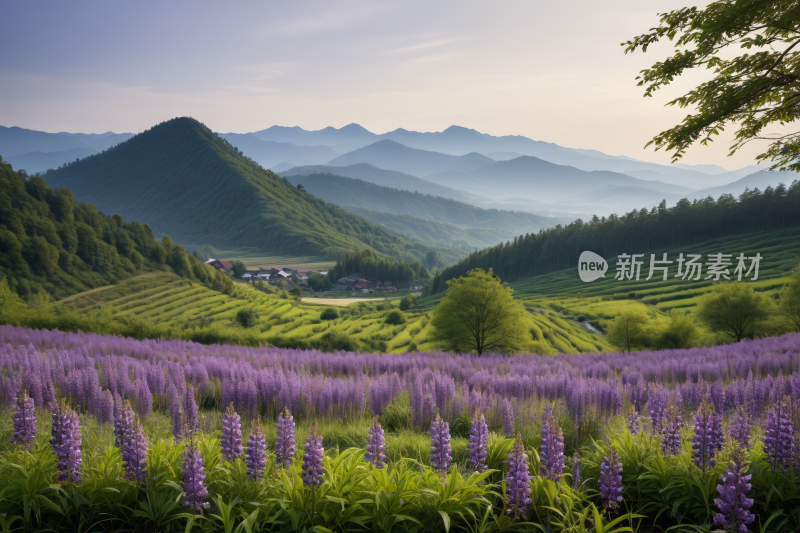 山脉的田野里开着薰衣草花高清风景插画图片