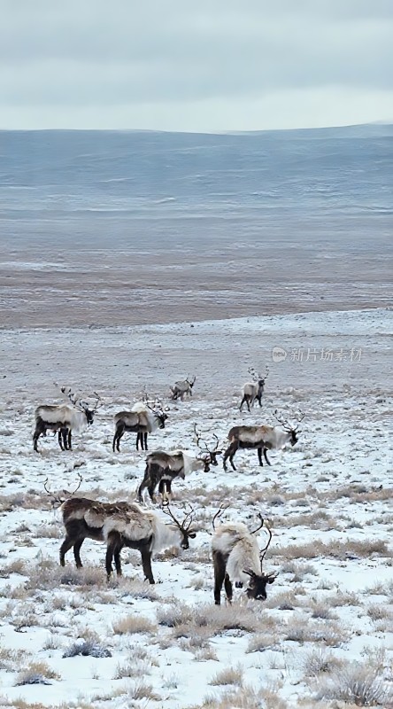 雪地中的麋鹿群