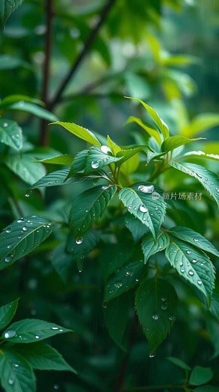 雨后绿叶上的水珠