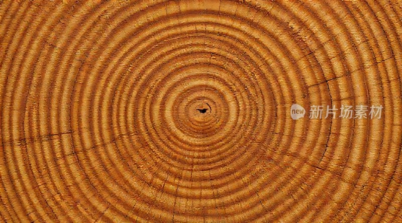 年轮故事树木的成长历程