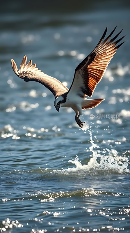 鹰击水面