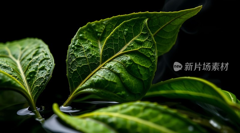 绿叶轻舞水上梦