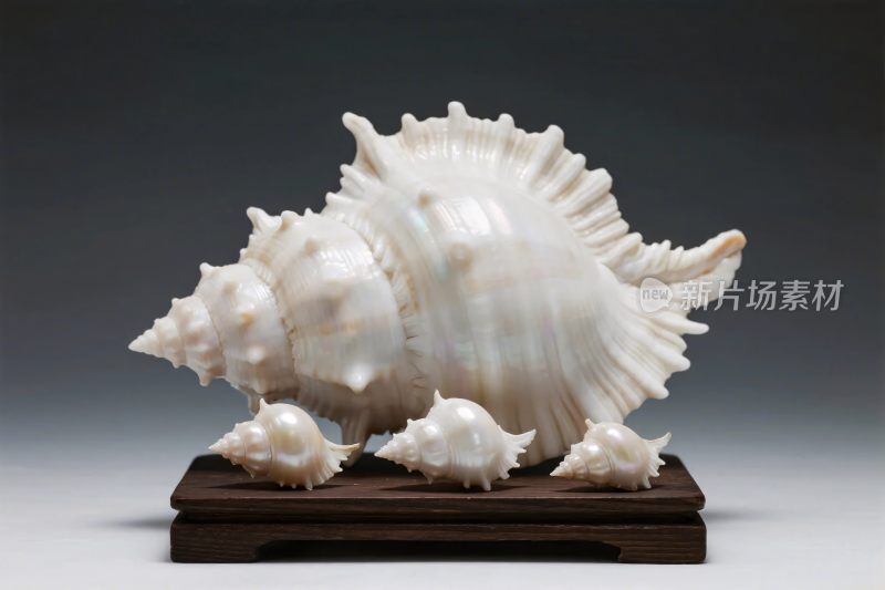 贝壳摆件摄影
