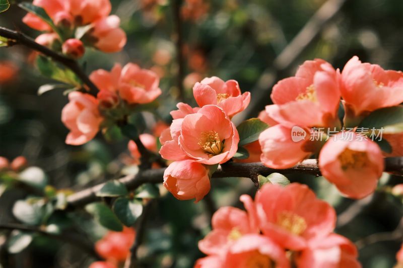 花丛粉色花卉特写