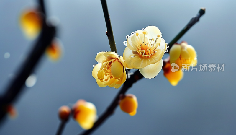 冬日里的花开雪中梅