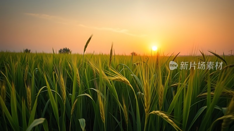 金色麦田映夕阳
