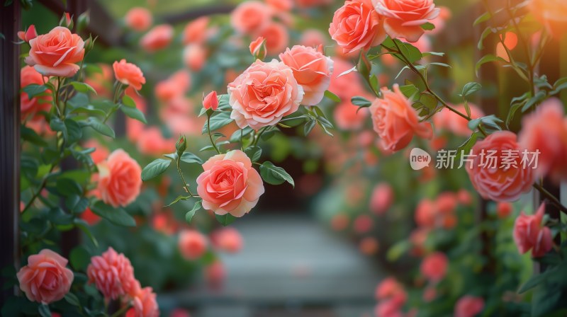 玫瑰月季花