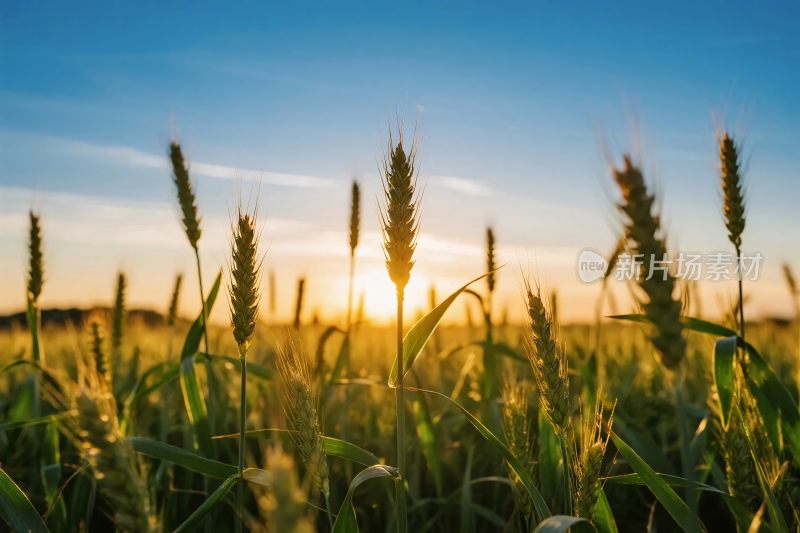 夕阳下的麦田风光