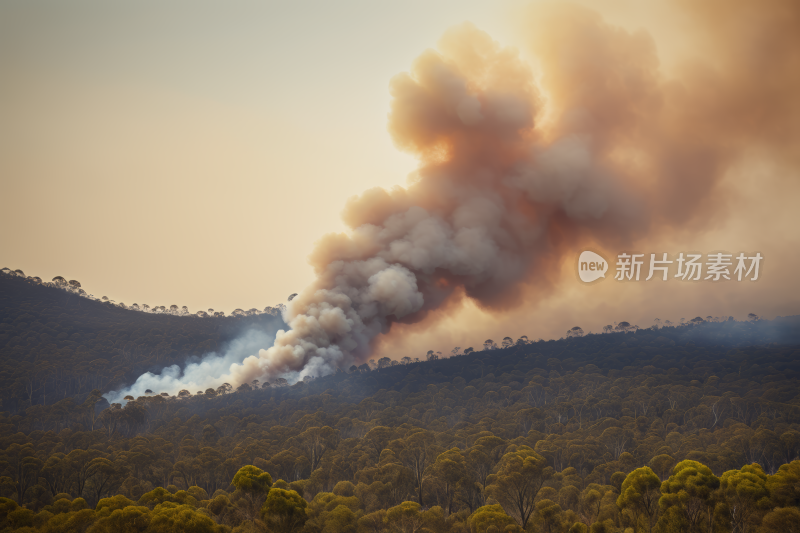 丛林大火冒出浓烟树木风光风景图片