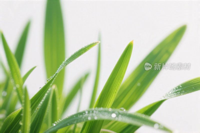 绿叶水珠特写图
