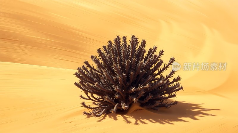 沙漠中的坚韧生命